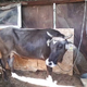 Imagen para el artículo titulado Sentencian a muerte a una vaca por salir a pastar fuera de la Unión Europea sin papeles